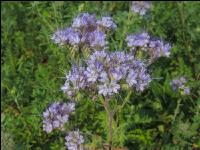 Phacelia Blüte 24