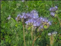 Phacelia Blüte 23