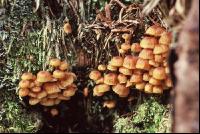 Glückchennabeling