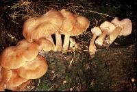 Hallimasch 1