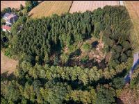 Käferholz aufarbeiten 36
