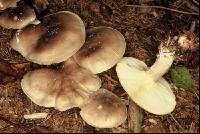 Herbstblattl