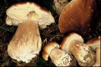 Herrenpilz 1