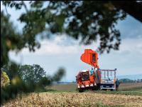 Maisvermehrung Ernte 30