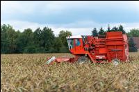 Maisvermehrung Ernte 26