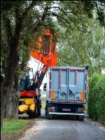 Maisvermehrung Ernte 24