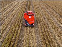 Maisvermehrung Ernte 20