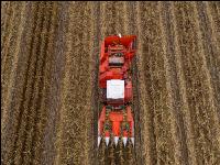 Maisvermehrung Ernte 18