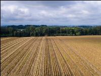 Maisvermehrung Ernte 8