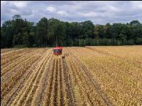 Maisvermehrung Ernte 7