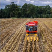 Maisvermehrung Ernte 6