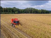 Maisvermehrung Ernte 4