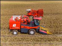 Maisvermehrung Ernte 2