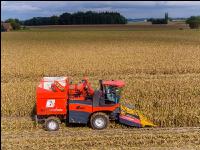 Maisvermehrung Ernte 1