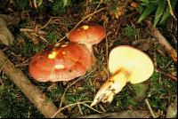 Holzritterling 2
