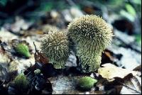Igel Bovist