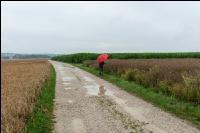 Raps verregnet 4