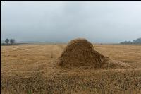 Regen in der Erntezeit 3