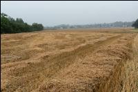 Regen in der Erntezeit 1