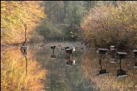 Teich mit Entenhäusern 