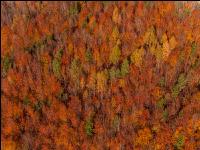Herbstliche Verfärbungen 2
