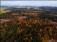 Gemischter Nadelwald 3