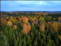 Gemischter Nadelwald 2