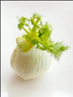 Knollenfenchel 6