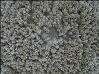 Fichten Frost