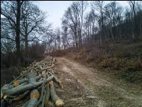Holz aus Niederwald 7