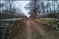 Holz aus Niederwald 6