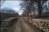 Holz aus Niederwald 5