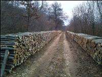 Holz aus Niederwald 4