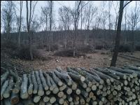 Holz aus Niederwald 3