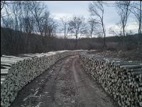 Holz aus Niederwald 2