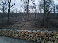 Holz aus Niederwald 1