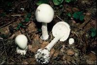Knollenbl. Pilz 7