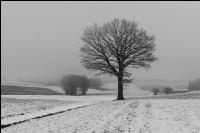 Eiche in Schnee und Nebel 3