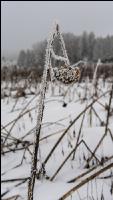 Abgefrostete Zwischenfrucht 10