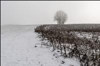 Abgefrostete Zwischenfrucht 9