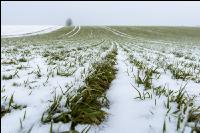 Gerste Schnee Februar 4