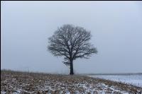 Eiche in Schnee und Nebel 2