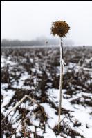 Abgefrostete Zwischenfrucht 5