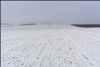 Weizen Schnee Februar 4