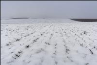Weizen Schnee Februar 3
