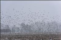 Vogelschwarm im Winter 4