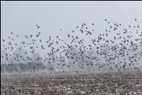 Vogelschwarm im Winter 3