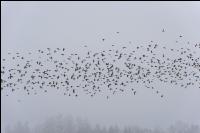 Vogelschwarm im Winter 2