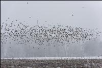 Vogelschwarm im Winter 1