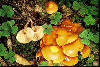Stockschwämmchen